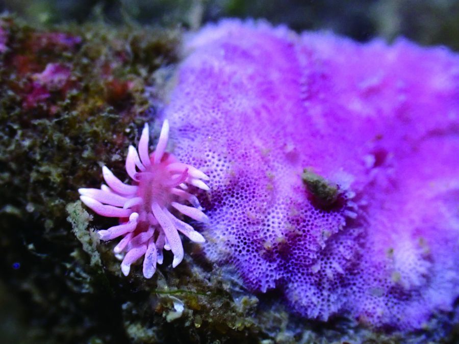弘氏隅海牛(Ceratodoris hiroi)